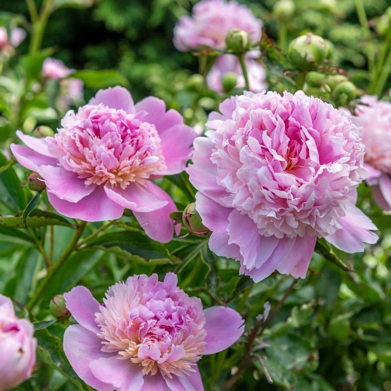 ✳︎peony✳︎ Expert Gardener 2.25G Peony Sorbet Perennial Live Plants
