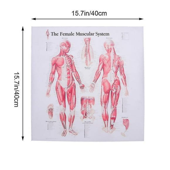 Female Muscular System Canvas Poster Anatomical Hanging Picture Room Decoration For Home School Hospital Restaurant (43x34cm)[HSFff]