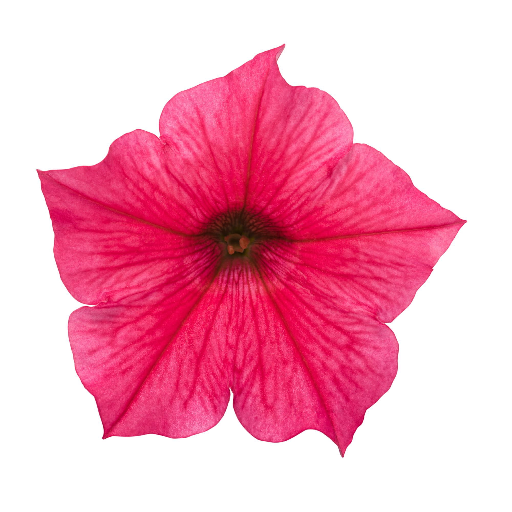 Proven Winners 4" Pink Supertunia Vista Paradise Petunia Live Plant in 4.25" Pot (4 Count)