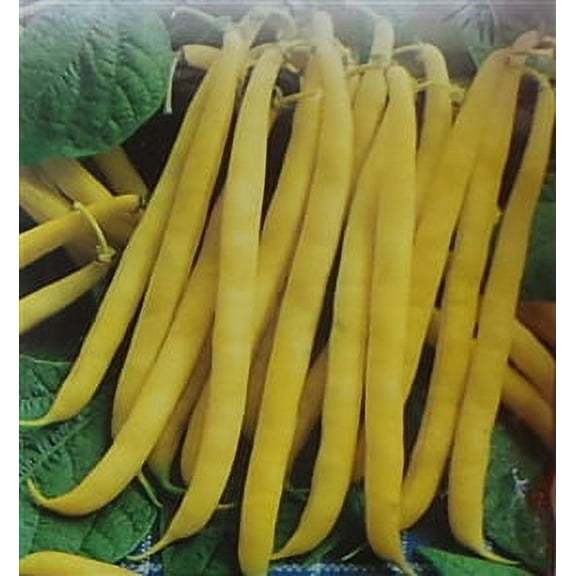 Garden Bean Pencil Pod Black Wax Seed - 1 Packet