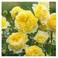 Austin Rose Bush The Poet's Wife Live Yellow Plant for Outdoor