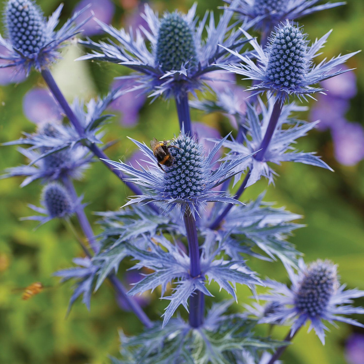 Expert Gardener Eryngium Blue Sea Holly Set of 2 Dormant Bare