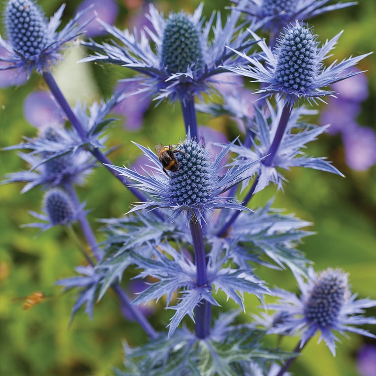 Expert Gardener Eryngium Blue Sea Holly Set of 2 Dormant Bare