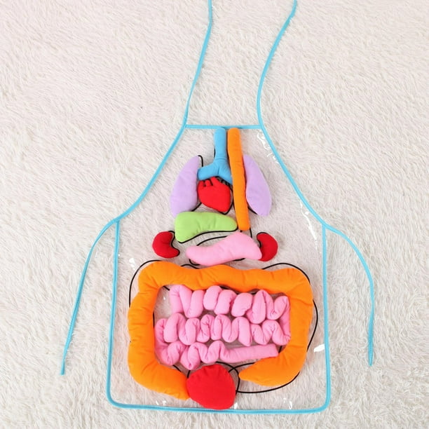 Delantal de órganos, herramienta , utensilios tridimensionales, conciencia, ciencia fisiológica, conocimientos, anatomía, juguete, vísceras, Yotijar Delantal de órganos de anatomía