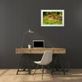 thumbnail image 3 of Jaynes Gallery 24x17 White Modern Wood Framed Museum Art Print Titled - Caribbean-Trinidad-Asa Wright Nature Center Tegu lizard close-up, 3 of 4