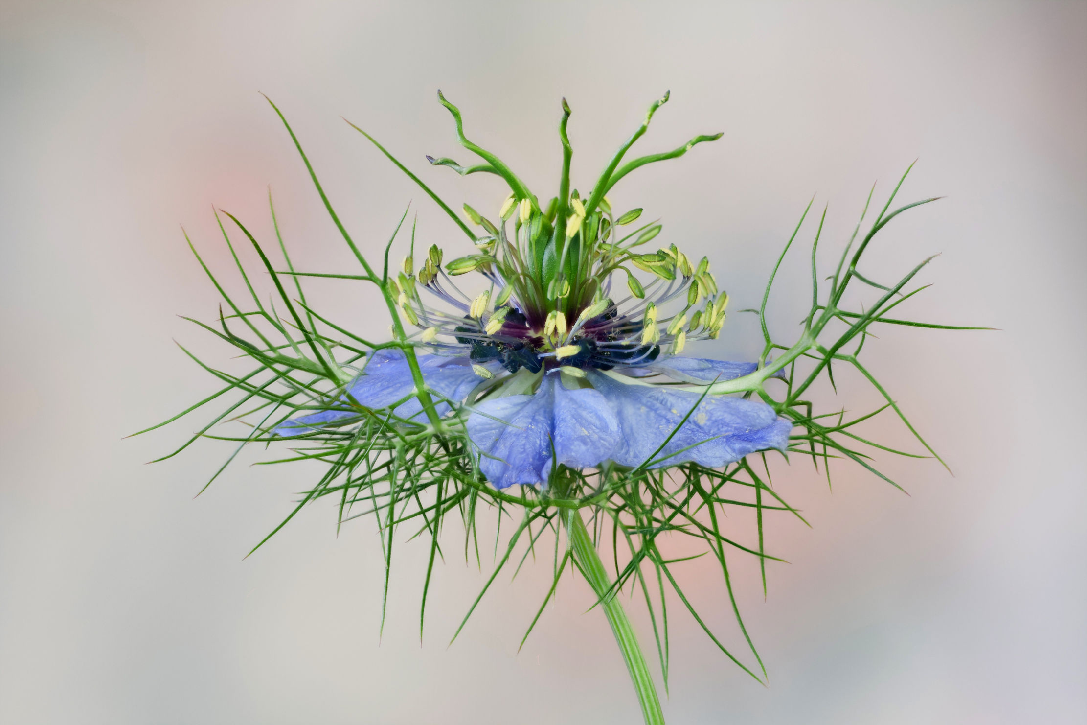 Plants Seeds Bulbs 50 Seeds Love In A Mist Indigo Flower Seeds Nigella Damascena Home Garden Leyendas Gob Pe