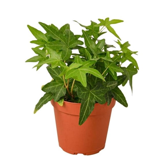 House Plant Dropship 4-IVY-GREEN-NURSERY.POT 4 in. English Ivy Green California Nursery Pot