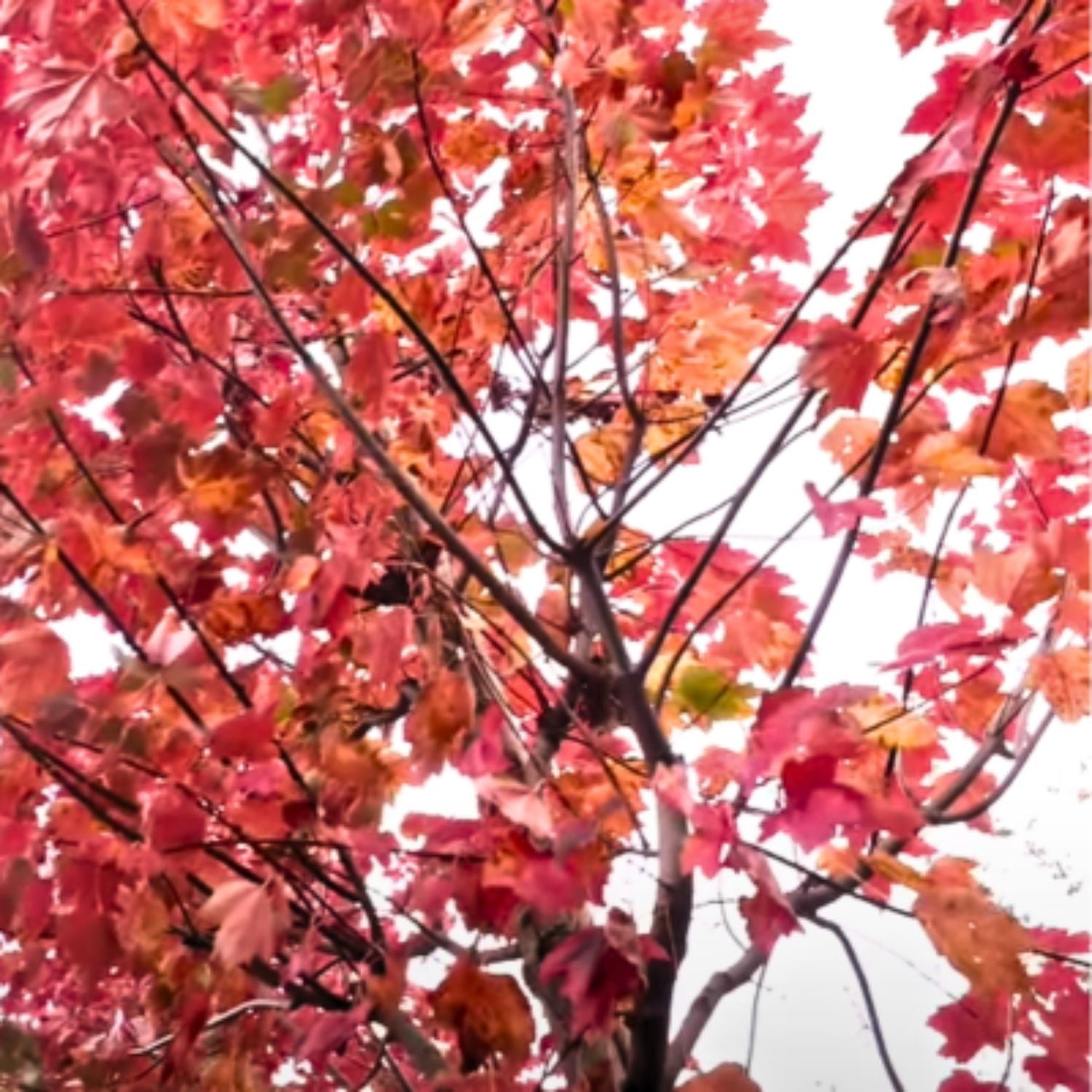 Expert Gardener 2-3 ft. tall Sunset Red Maple Live Tree in 5- Gallon Grower Pot