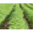 thumbnail image 7 of Chinese Hemp Seeds, 1 Pound — Kosher, Raw, Vegan — by Food to Live, 7 of 7