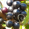 thumbnail image 5 of Alachua Muscadine Grape Vine Live Fruit Plant – 1 Gallon Potted Plant, Sweet Bronze Muscadine Grapes, Hardy Productive Grape Vine, 5 of 5