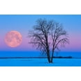 thumbnail image 2 of Jaynes Gallery 32x22 White Modern Wood Framed Museum Art Print Titled - Canada-Manitoba-Dugald Full moon and cottonwood tree at dawn, 2 of 4