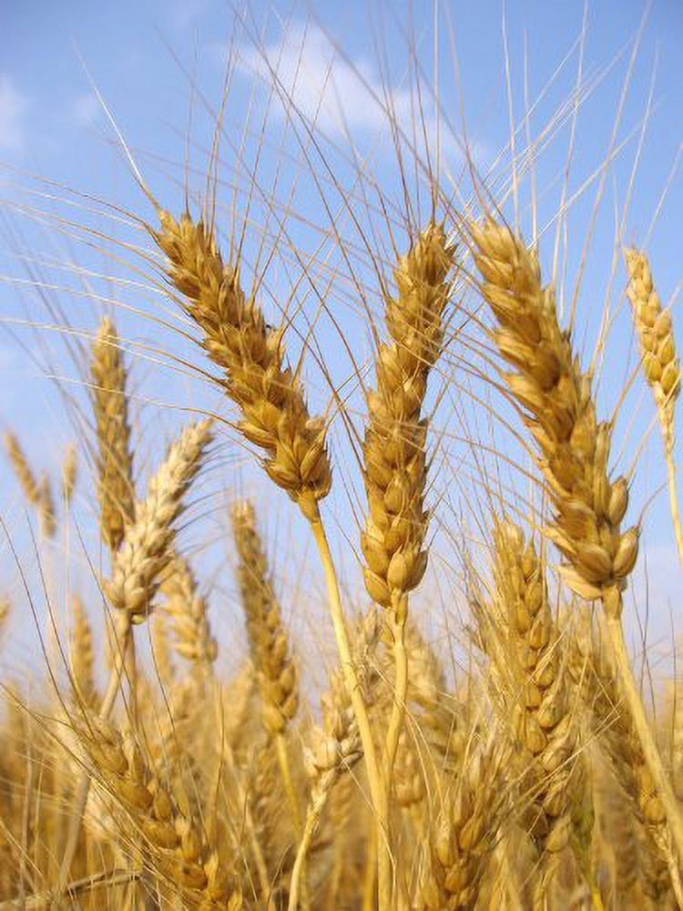 5lb Kansas Wheat, Wheat Seed, Cat Grass, Wheat Grass, Better Than Organic