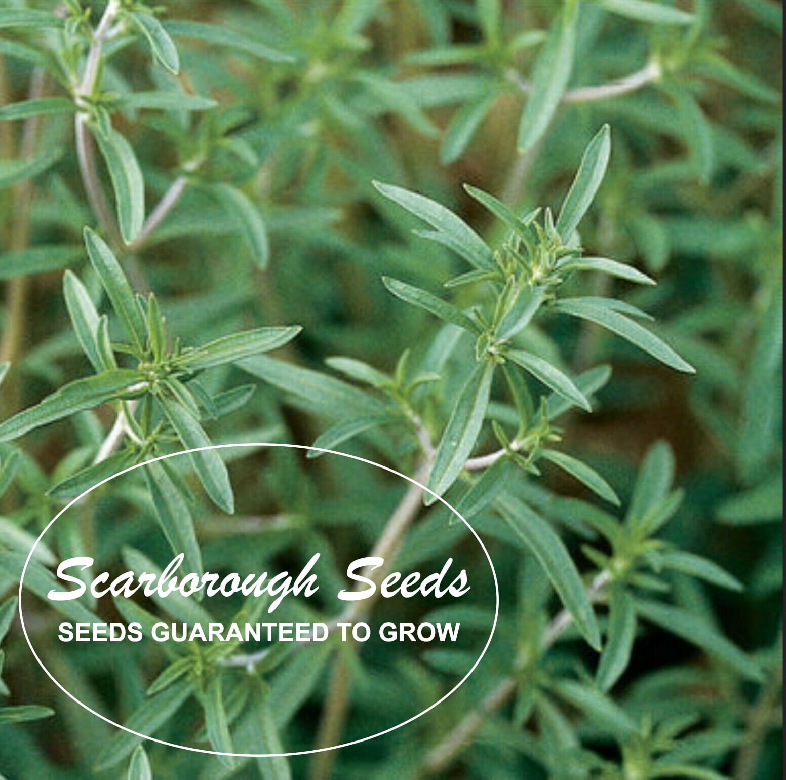 SUMMER SAVORY HERB Seeds 50 fresh seeds ready to plant in your garden
