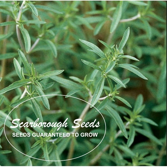 Scarborough Seeds - Summer Savory - 500 Seeds - Herb Non GMO Open Pollinated USA