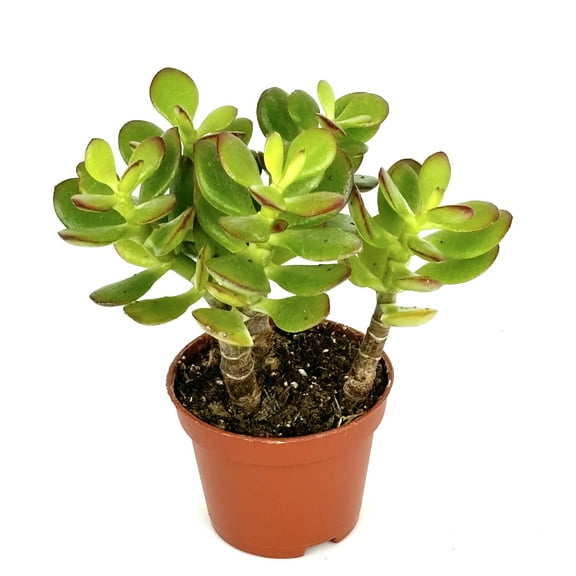 Jade Succulent Crassula Succulents Easy Care, 2" Pot