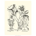 thumbnail image 2 of Art.com Black and White Besler Peony IV Art Print by Besler Basilius, 12" x 16", 2 of 4