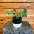 thumbnail image 3 of Scindapsus Trebuii Moonlight, 4" Plant, The Plant Farm, 3 of 3