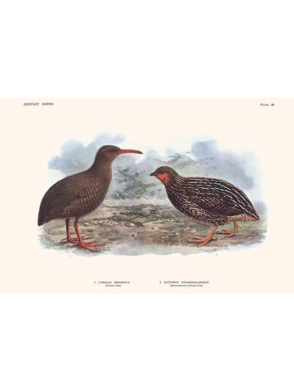 Cabalus Modestus, Coturnix Novaezealandae-Fine Art Canvas Print (20" x 30")
