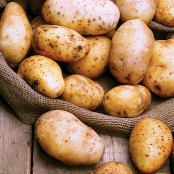 Van Zyverden Seed Potato Gold Rush Dormant  Tuber GMO Free Full Sun; 6+ Hrs, Yellow