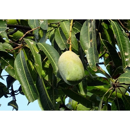 Mangifera Indica Mango - Canvas Print Fruit Sweet Tropical Mango Mangifera Indica Stretched Canvas 10 x 14