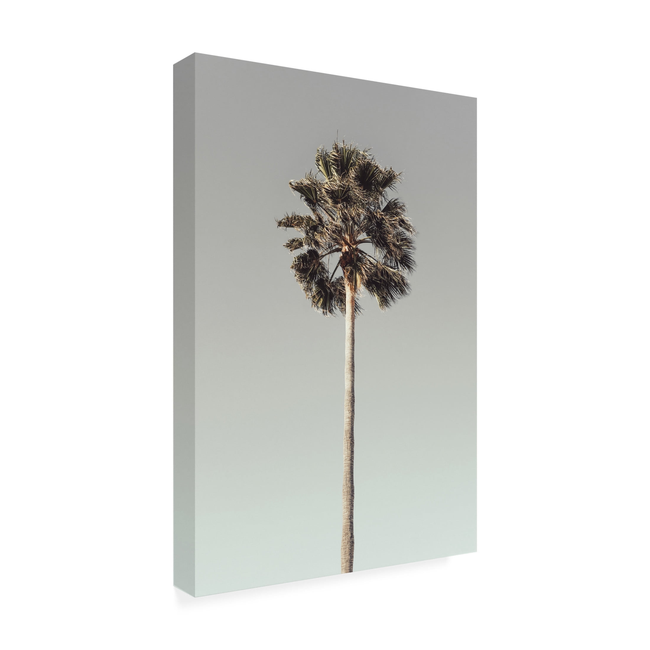 Pictufy Studio III 'Palm 1' Canvas Art - 30 x 47 Inches