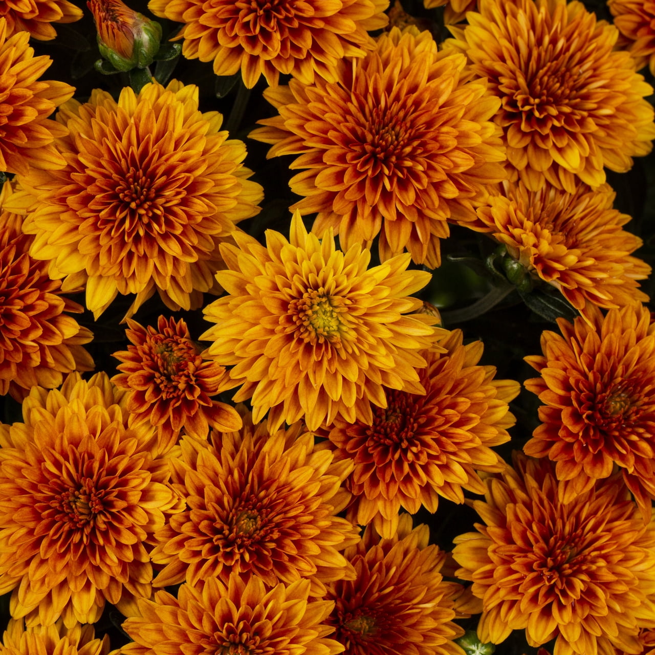 Better Homes & Gardens 1.5gal Orange Chrysanthemum Live Fall Plant Decorative Hanging Basket Sun