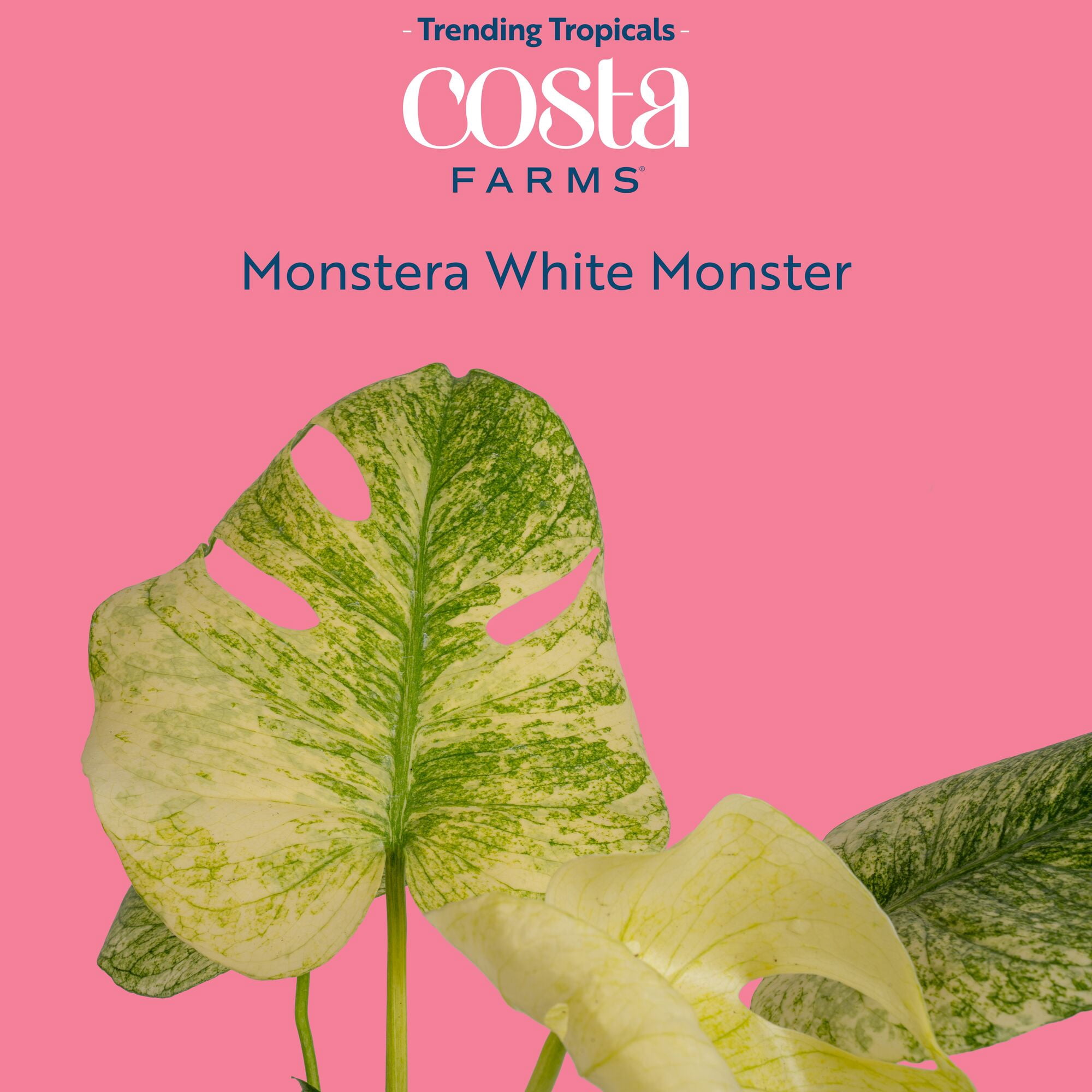 Costa Farms 12" Monstera Deliciosa White Monster Live House Plant in 5" Self-Watering Pot