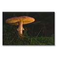 thumbnail image 1 of Cuadro Canva Pixtreats listo para Colgar tipo galería Hongo En La Noche 50X75 cm, 1 of 4