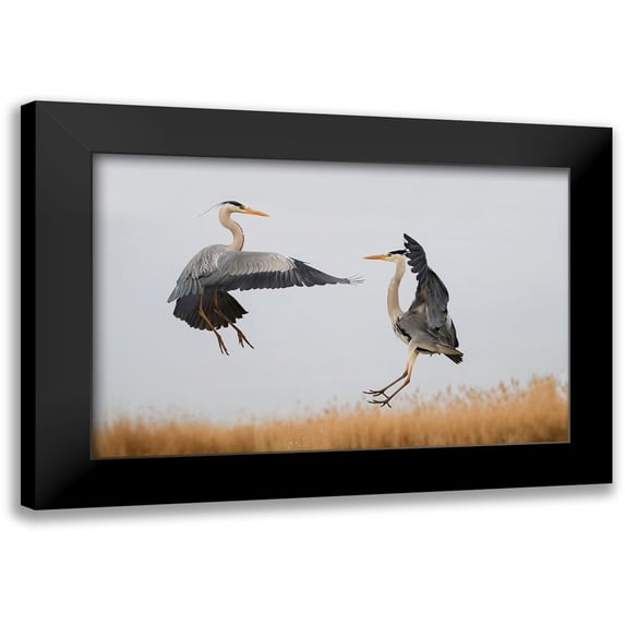 Chang, Phillip 14x11 Black Modern Framed Museum Art Print Titled - Confrontation