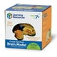 thumbnail image 5 of Recursos de aprendizaje de modelos cerebrales transversales para mayores de 7 años, 5 of 15