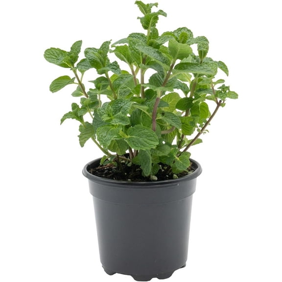 1 Spearmint Live Plant - Fragrant Herb in 4" Nursery Pot