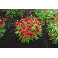 thumbnail image 3 of Jumbo Pint Low Rider™ Blanket Flower, 3 of 9