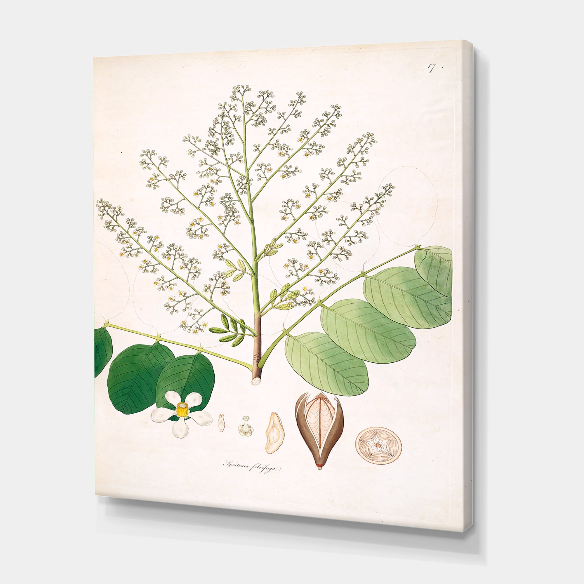 Designart ' Ancient Botanicals XVI ' Farmhouse Canvas Wall Art Print