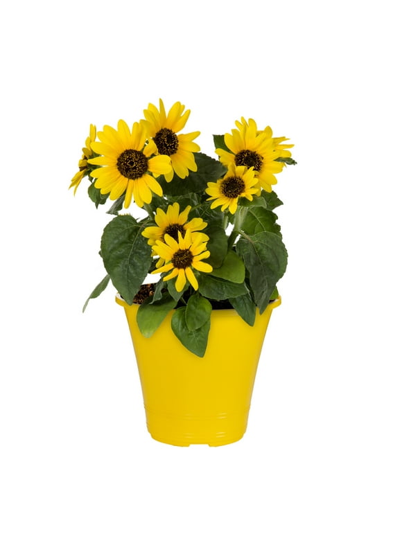 Sunfinity 1.5G Yellow Sunflower Live Plant Annual with Grower Pot