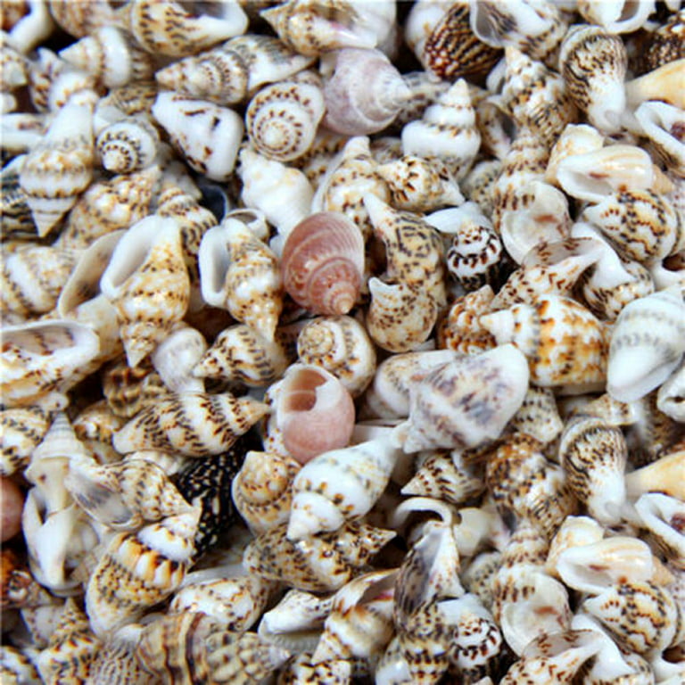 Natural Fiber Conch Sea Shells for Home Decor and Display