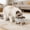 🔥 Black_New, variant on onlyliua Heavy-Duty Stainless Steel Pet Bowl Elevated Non-Tip Large Capacity Food And Water Dish With Wide Base Rust-Resistant Dishwasher Safe Design For Dogs And Cats Pet Feeder Bowl