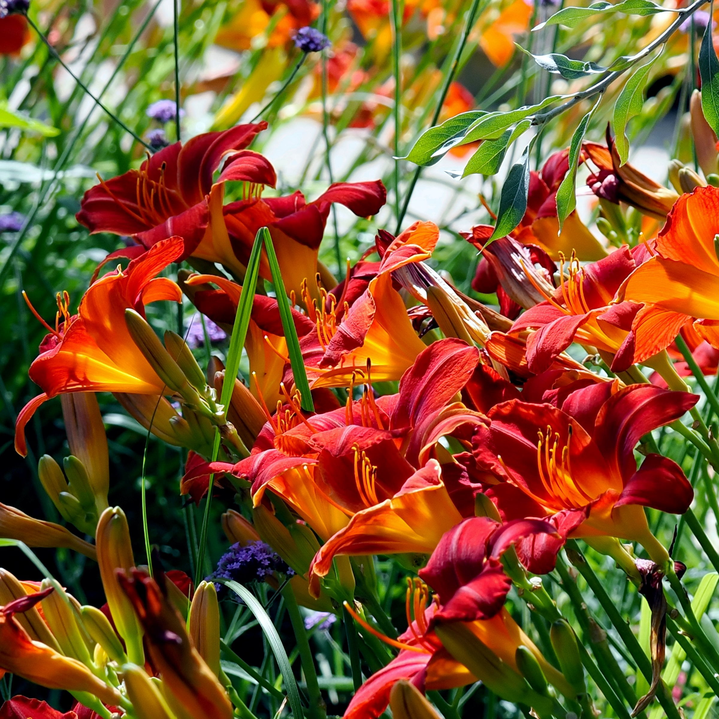 National Plant Network Bare Root Daylily Autumn Red (5-Pack)