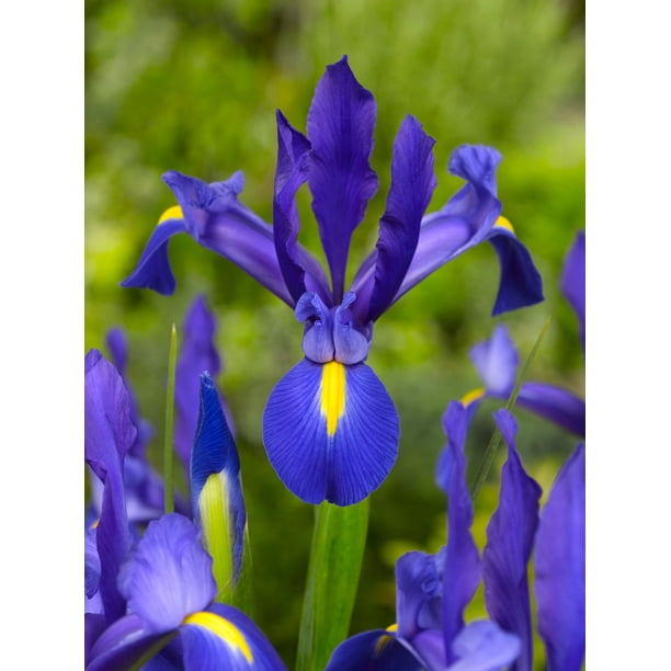 IRIS FLOWERING BULB .75PT ASSORTED COLORS Walmart
