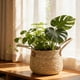 thumbnail image 1 of Cesta para Macetas Tejida con Hierba Qazbgdl con Forro de Plástico | Cesta Redonda con Doble Asa para Decoración de Interiores | Cesta Decorativa de 20 Cm, 1 of 7