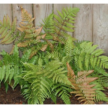 Classy Groundcovers, Japanese Shield Fern, Autumn Fern, Copper Shield Fern, Japanese Wood Fern (tray of 50 cells)