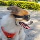 thumbnail image 5 of Dog Sunglasses Small Breed, Uv Protection Small Dog Goggles, Wind Dust Proof Small Goggles With Adjustable Straps, 5 of 5