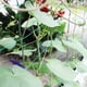 thumbnail image 5 of Red de enrejado para plantas trepadoras - Red de enrejado de jardín resistente para pepino, vid, frutas y verduras Red de enrejado para plantas de tomate, (16.4' x 6.6'Ft), 5 of 5