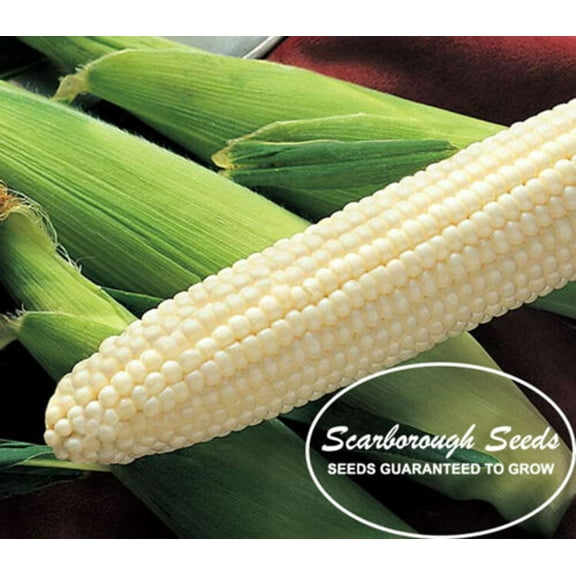 Scarborough Seeds Bicolor Corn (Peaches And Cream) 25 Seeds Non-GMO USA
