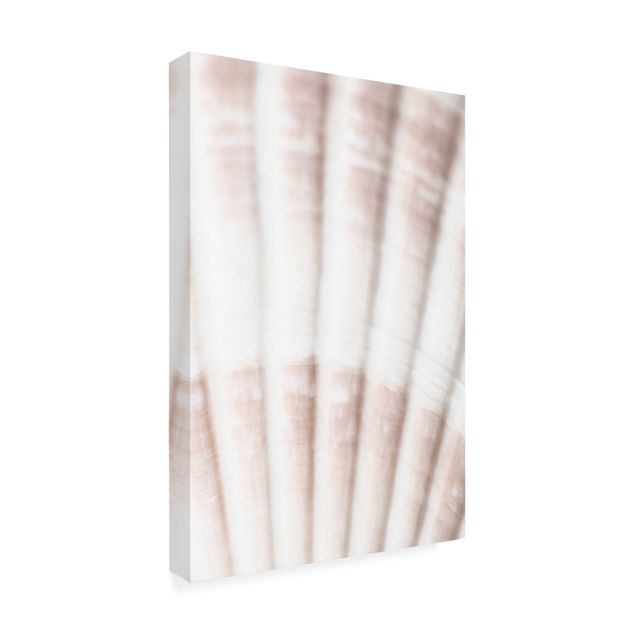 Trademark Fine Art Pictufy Studio Shell 2 Canvas Wall Art