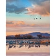 thumbnail image 2 of Fitzharris, Tim 15x18 Black Ornate Wood Framed with Double Matting Museum Art Print Titled - Sandhill Cranes-Bosque del Apache National Wildlife Refuge-New Mexico II, 2 of 4