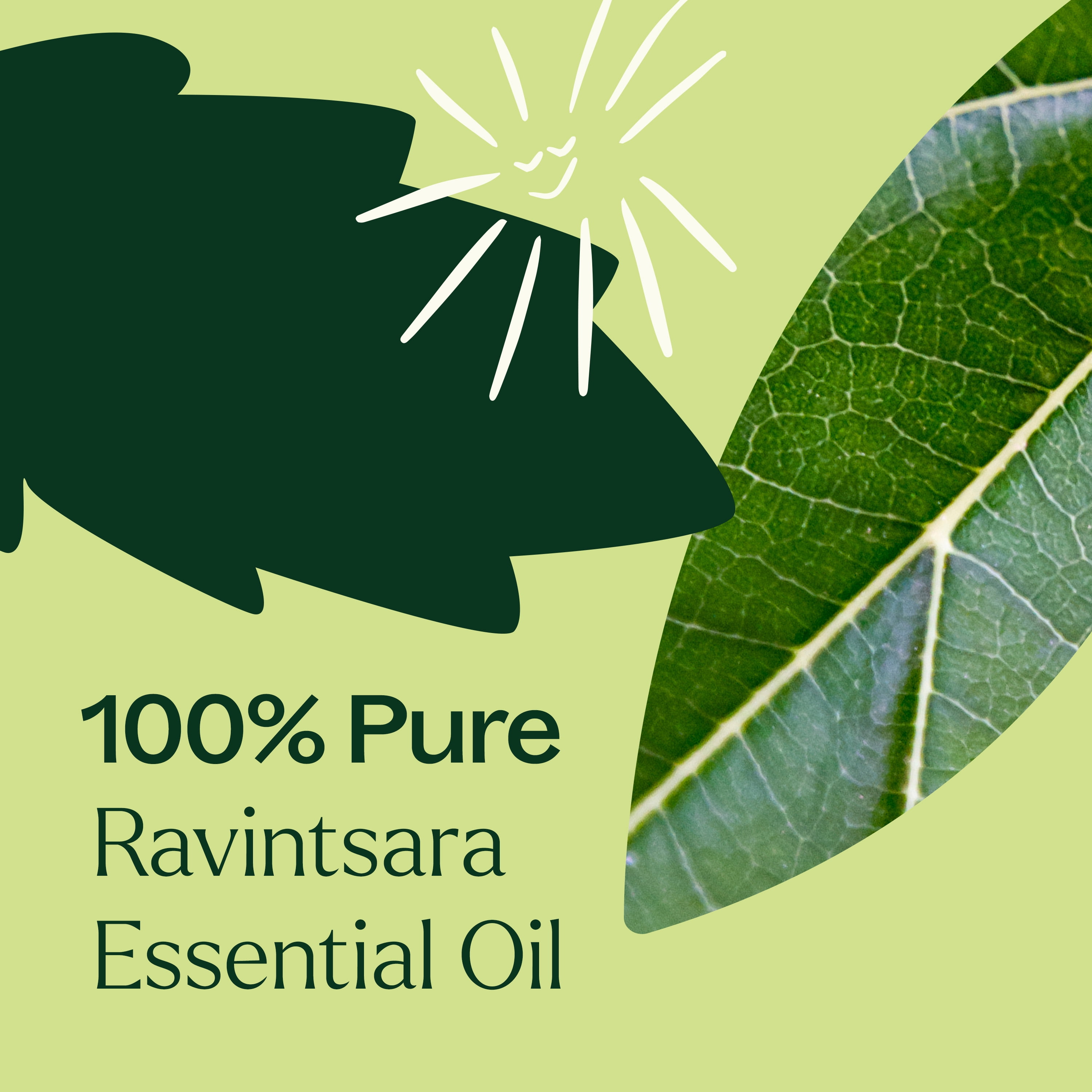 Plant Therapy Ravintsara Essential Oil 30 mL (1 oz) 100% Pure