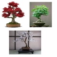 thumbnail image 5 of Bonsai Seed Bundle #3 - Japanese Red Maple, Black Cherry, Tree of Life Seeds Bundle, 5 of 5