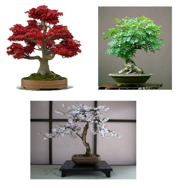 Bonsai Seed Bundle #3 - Japanese Red Maple, Black Cherry, Tree of Life Seeds Bundle