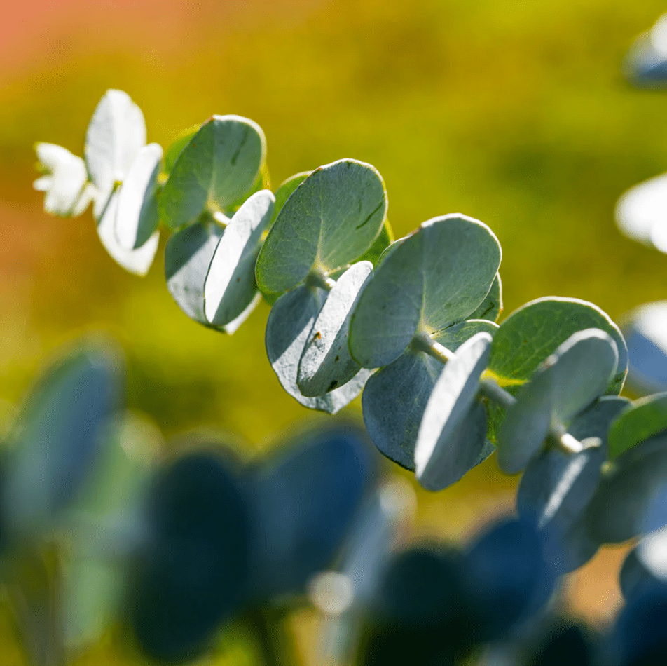 Eucalyptus Silver Dollar Plant Live for Planting, Silver Dollar Plant Indoor Outdoor, Fragrant Eucalyptus, Baby Blue Eucalyptus Plant, 6-8 Inch Tall, 5 Inch Pot