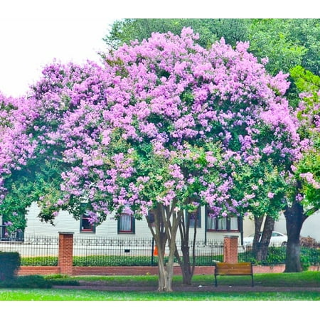 Muskogee Lavender Ornamental Flowering Crape Myrtles - 4 Live Plants - Quart Containers - 1 Foot Tall - Plant in Landscape and